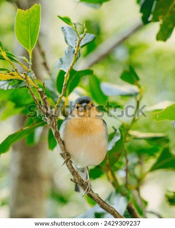 Madeiran chaffinch, Fringilla coelebs maderensis, close up, colorful male, isolated small passerine perched on mossy twig against dark background. Bird endemic to the Portuguese island of Madeira. Royalty-Free Stock Photo #2429309237