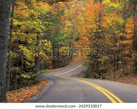 beautiful landscape picture of a roadway in the mid of the hickory trees this picture of scenic road is like amazing 