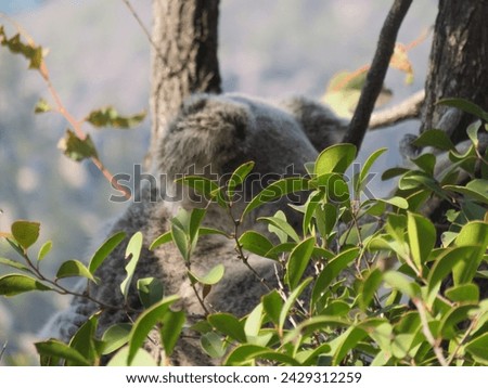 Koalas in Natural Habitat Resting on Eucalyptus Tree Branch Royalty-Free Stock Photo #2429312259