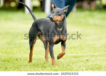 Manchester terrier dog walking through a field on a bright sunny summer day
 Royalty-Free Stock Photo #2429315151