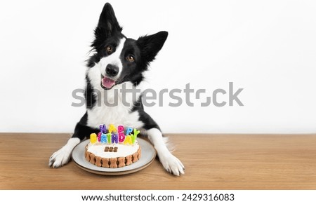 Happy border collie put his paws on the table next to the birthday cake and ready the eat the cake.