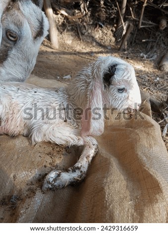 A New Born Goat Baby beautiful picture 