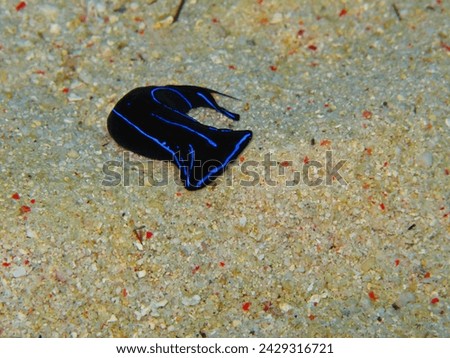 Black and blue tropical nudibranch on the sandy seabed. Underwater photography from scuba diving with marine animal. Aquatic tropical slug on the sand. Underwater macro picture. Sea life.