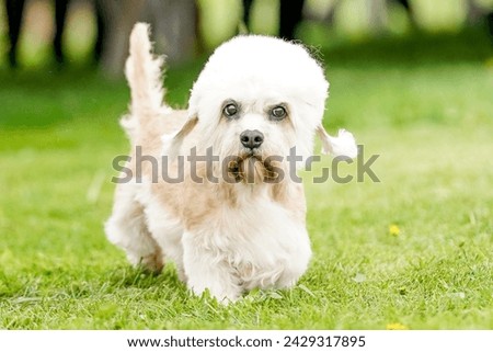 Dandie Dinmont Terrier dog standing in a field on a bright summer day
 Royalty-Free Stock Photo #2429317895