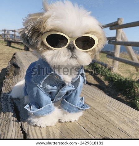 A small dog, wearing a blue jean shirt and yellow sunglasses, is sitting on a wooden structure outdoors. The dog has light brown and white fur and is looking away from the camera.  Royalty-Free Stock Photo #2429318181