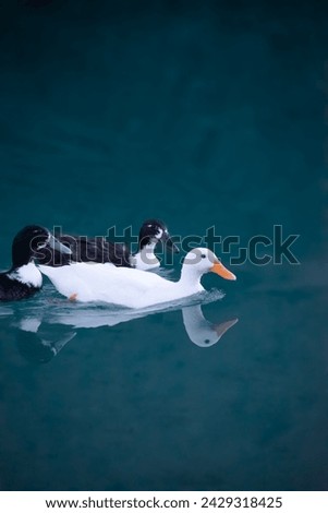 A white Duck Swimming in a clear Blue pond with its reflection in it