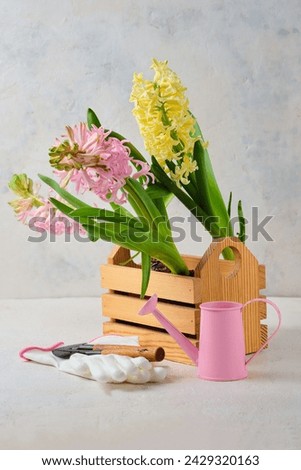 Floral still life with three blooming pink and yellow hyacinths in a wooden box, a pink watering can and gardening tools on a light concrete background. Growing indoor flowers.