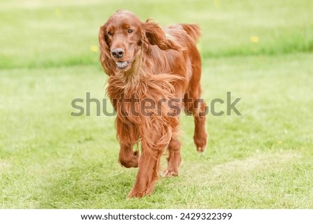 Irish setter dog standing in a field on a bright summer day
 Royalty-Free Stock Photo #2429322399