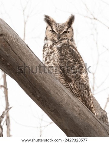 Great Horned Owl sitting on a tree trunk.