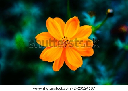 The image is a close-up shot of a sulfur cosmos flower, showcasing its vibrant orange petals and pollen.