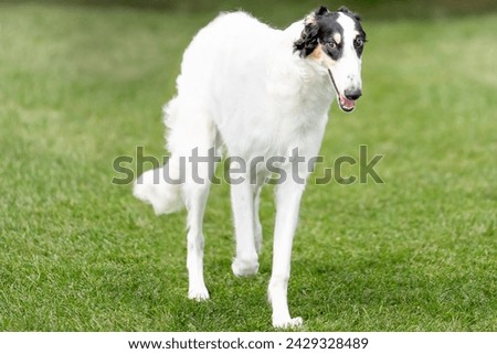 Borzoi  dog standing in a field on a bright sunny day
 Royalty-Free Stock Photo #2429328489