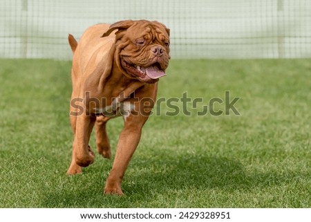 Dogue de bordeaux dog standing in a field on a bright sunny day

 Royalty-Free Stock Photo #2429328951
