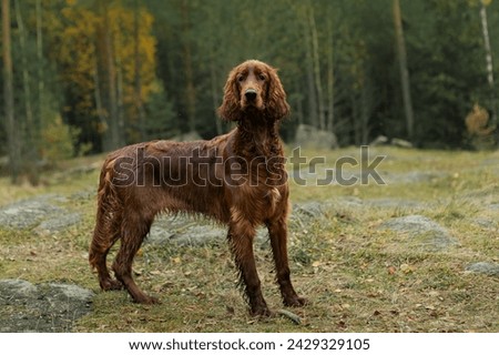 Irish setter on the hunt. Hunting dog in the forest. Hunting with a dog in autumn. Royalty-Free Stock Photo #2429329105