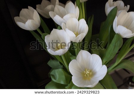 White tulips bunch on black background top view