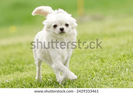 Chihuahua dog standing in a field on a bright sunny day
