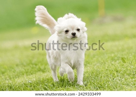 Chihuahua dog standing in a field on a bright sunny day
