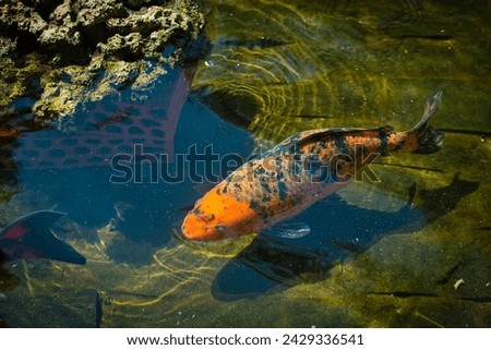 japanese koi fish pond swimming
