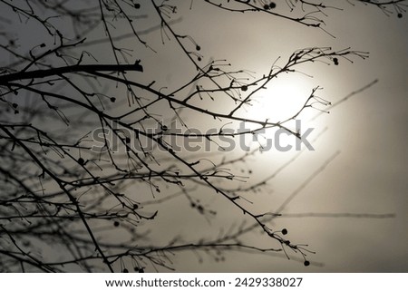 Black and white photo of the sun setting behind a spring tree