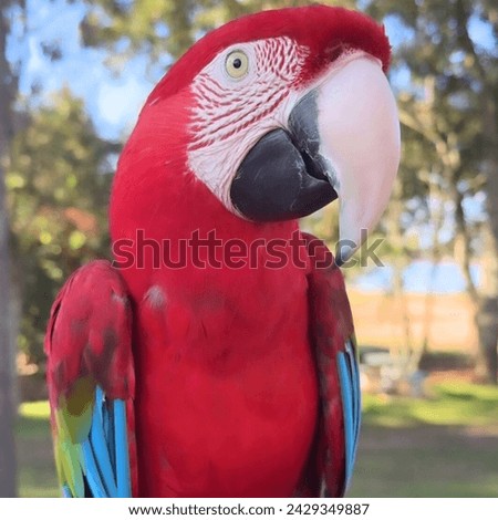 Parrots (Psittaciformes), also known as psittacines are birds with a strong curved beak, upright stance, and clawed feet. They are conformed by four. Royalty-Free Stock Photo #2429349887