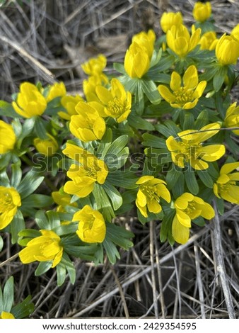 Winter aconite (Eranthis hyemalis) blooms in mid-February in Brno, Czech Republic. Beautiful yellow flowers, February fair-maids. Royalty-Free Stock Photo #2429354595