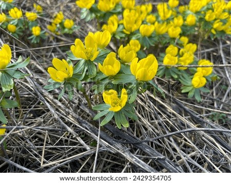 Winter aconite (Eranthis hyemalis) blooms in mid-February in Brno, Czech Republic. Beautiful yellow flowers, February fair-maids. Royalty-Free Stock Photo #2429354705