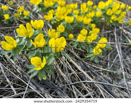 Winter aconite (Eranthis hyemalis) blooms in mid-February in Brno, Czech Republic. Beautiful yellow flowers, February fair-maids. Royalty-Free Stock Photo #2429354719