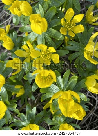Winter aconite (Eranthis hyemalis) blooms in mid-February in Brno, Czech Republic. Beautiful yellow flowers, February fair-maids. Royalty-Free Stock Photo #2429354739