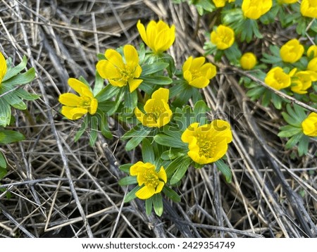 Winter aconite (Eranthis hyemalis) blooms in mid-February in Brno, Czech Republic. Beautiful yellow flowers, February fair-maids. Royalty-Free Stock Photo #2429354749