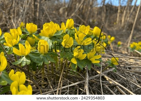 Winter aconite (Eranthis hyemalis) blooms in mid-February in Brno, Czech Republic. Beautiful yellow flowers, February fair-maids. Royalty-Free Stock Photo #2429354803