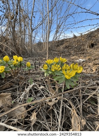 Winter aconite (Eranthis hyemalis) blooms in mid-February in Brno, Czech Republic. Beautiful yellow flowers, February fair-maids. Royalty-Free Stock Photo #2429354813