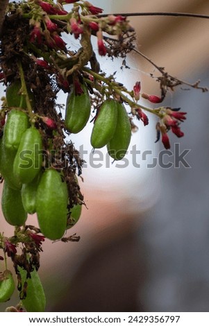 Averrhoa bilimbi. commonly known as bilimbi, cucumber tree, Belimbing Wuluh or tree sorrel is a fruit bearing tree of the genus Averrhoa, family Oxalidaceae. Royalty-Free Stock Photo #2429356797