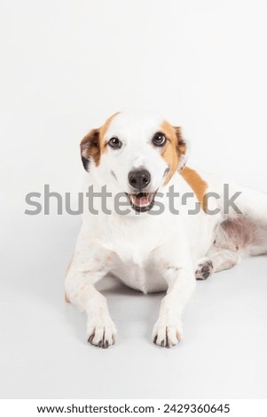 beautiful dog portrait isolated on white
