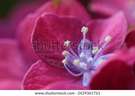 Japan, purple hydrangea close-up photography