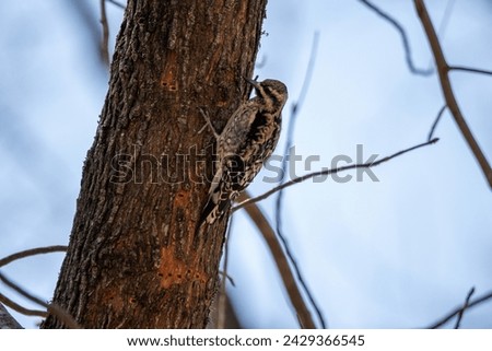 Woodpecker in a tree searching for food