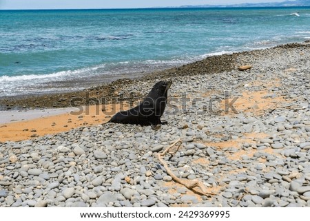 wild sea lion in oamaru new zealand