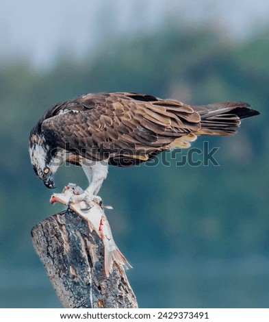 A beautiful photo of hunter eagle outdoor scene 