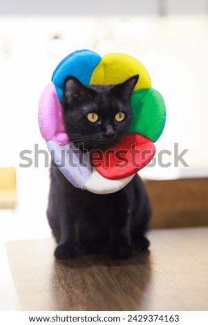 Portrait close up full body shot of small black kitten cat with yellow eyes sitting posing look at camera on wooden table wearing colorful fashionable flower collar.