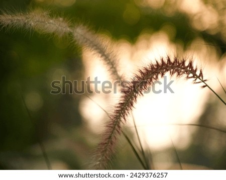 The silhouette picture of grass flower in the twilight light.Bokeh light.