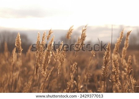 Dry reeds on lake against background of contoured sunlight, cane seeds. Golden reed grass in autumn. Natural background. Minimalistic, stylish, fashionable concept Royalty-Free Stock Photo #2429377013