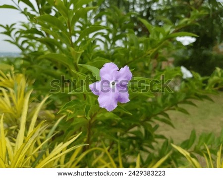 Brunfelsia uniflora is a species of plant in the Solanaceae family.