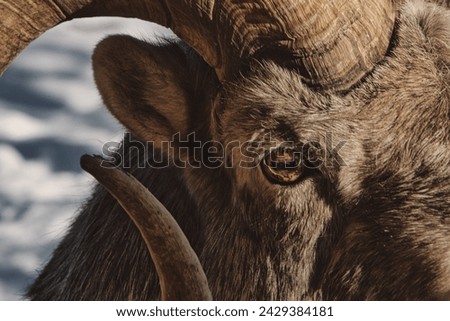 bid horn sheep, wildlife, Yukon, Canada