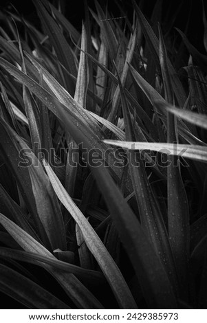 ornamental plant leaves in black and white format