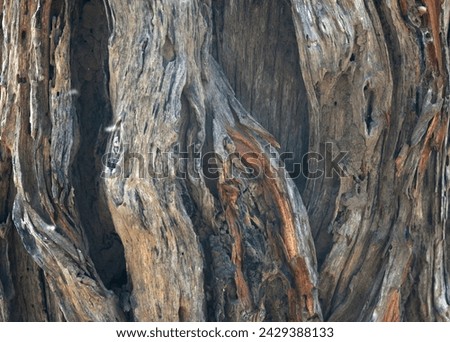 Old tree texture. Bark pattern, For background wood work, Bark of brown hardwood, thick bark hardwood, residential house wood. nature, tree, bark, hardwood, trunk, tree , tree trunk close up texture Royalty-Free Stock Photo #2429388133