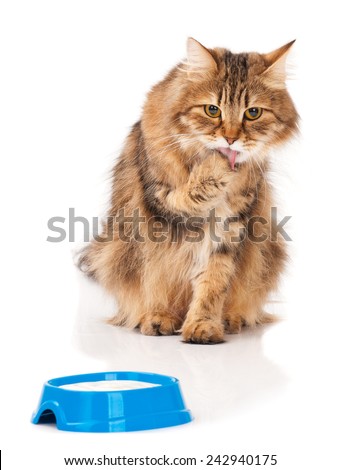 Cute adult siberian cat eat sour cream over white background