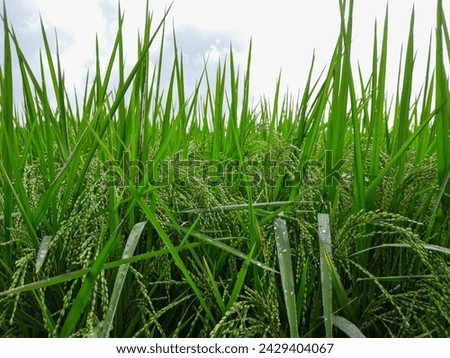 paddy field, rice field. Drop water in rice field.