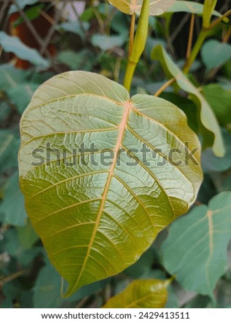 Solitary young leaf of Banyan tree(Sacred fig,Ficus religiosa,Peepul or Peepal or Pipala or Ashvattha tree) ultra hd  jpg hi-res stock image photo picture selective focus vertical background top view 