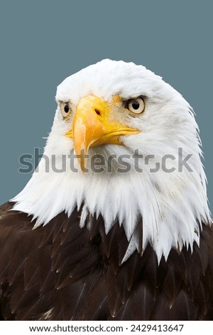 An American Bald Eagle face on an isolated background