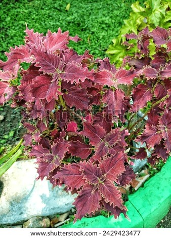 miana, lier or coleus look beautiful with their leaves with a dark purplish red color Royalty-Free Stock Photo #2429423477