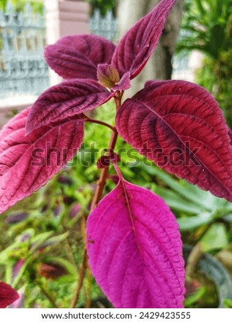 miana, lier or coleus look beautiful with their leaves with a dark purplish red color Royalty-Free Stock Photo #2429423555