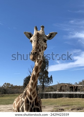 Giraffe at African safari puebla